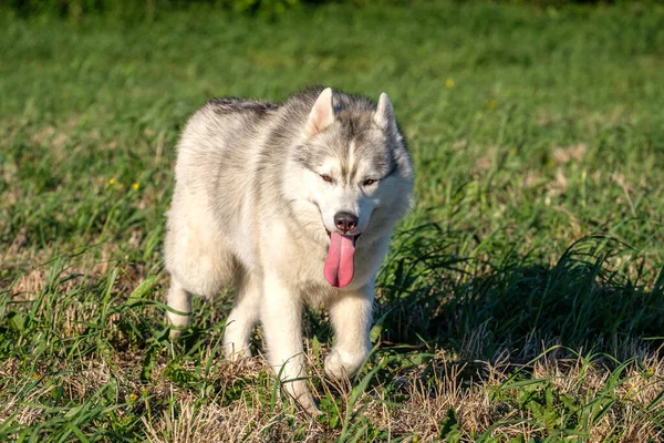 若いハスキー犬が舌を出して畑を駆け抜け — ストック写真