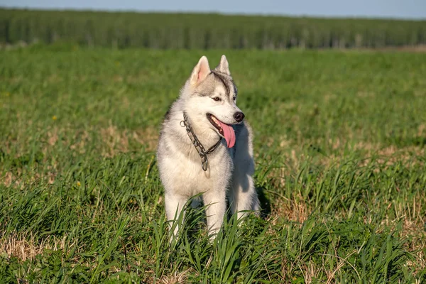 緑の野に立つ犬の注意をそらし暖かい夏の日 — ストック写真