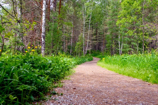 Indo para o caminho sinuoso distância que atravessa a floresta para caminhadas — Fotografia de Stock