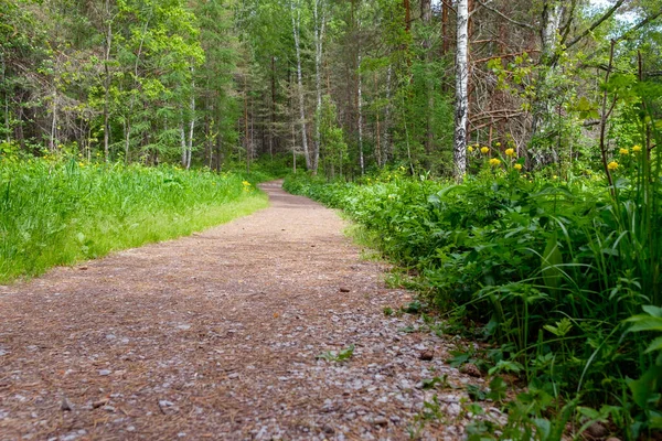Caminho de terra da floresta sinuosa passando pelo parque natural em ambos os lados da grama e da floresta — Fotografia de Stock