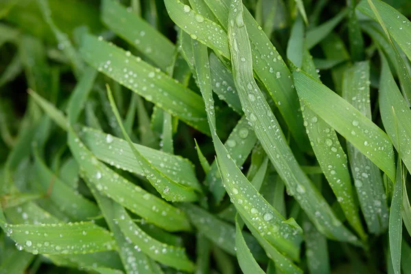 Zielona trawa z kroplami deszczu w letni dzień — Zdjęcie stockowe