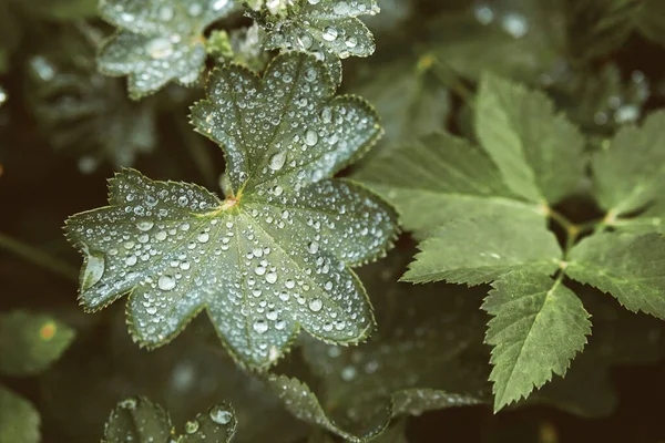 Regendruppels op het grasblad veelhoekig met scherpe randen — Stockfoto