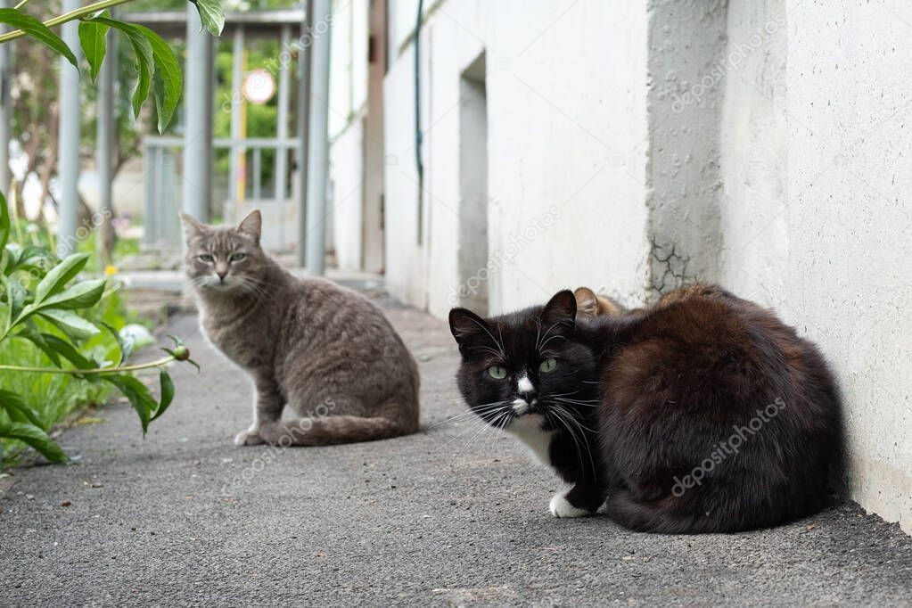 cats hungry homeless avidly look in frame a grey and black