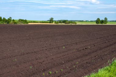 Bahar ekimi için tarlayı hazırlamak tarlayı sürdü.