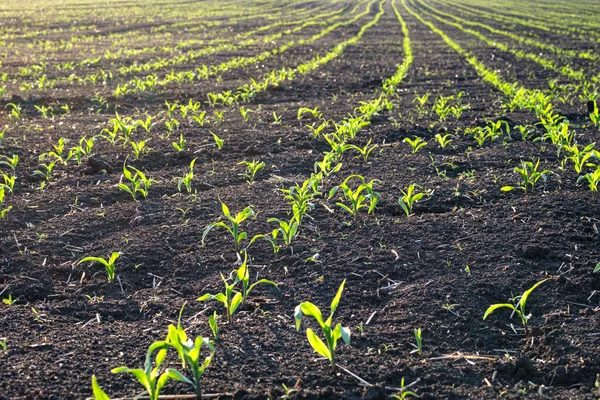 Brotes de maíz fresco en el campo acaban de crecer —  Fotos de Stock