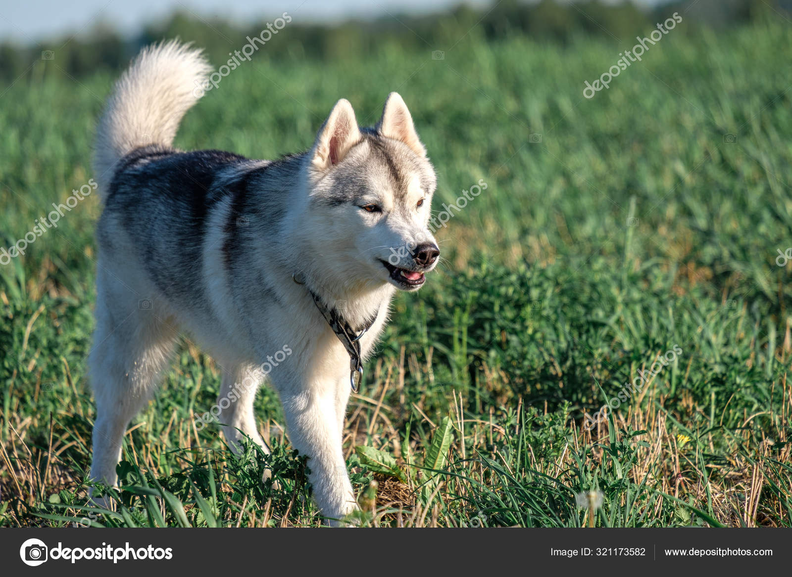Angry Dog Slightly Grinned And Ran Across The Field Stock Photo C Metelevan 321173582