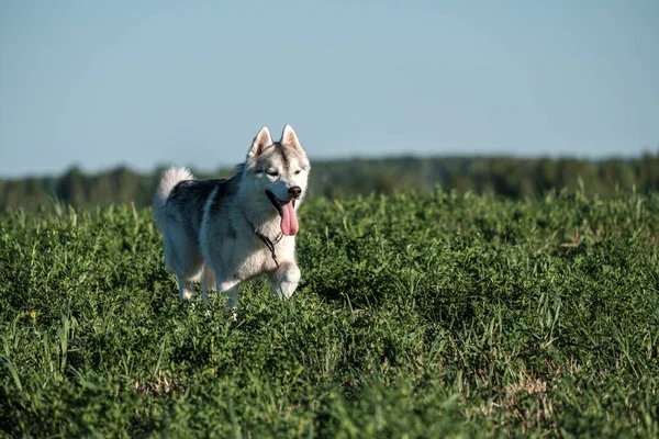 Úmyslně běží pes a dívá se před sebe jazyk vyčnívá z horka — Stock fotografie
