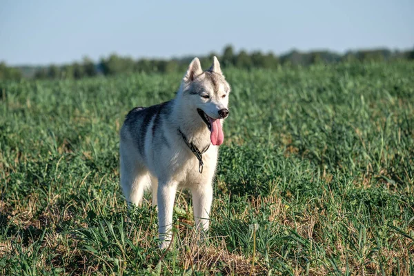 No campo vale a pena cão husky e olha de perto para a frente — Fotografia de Stock