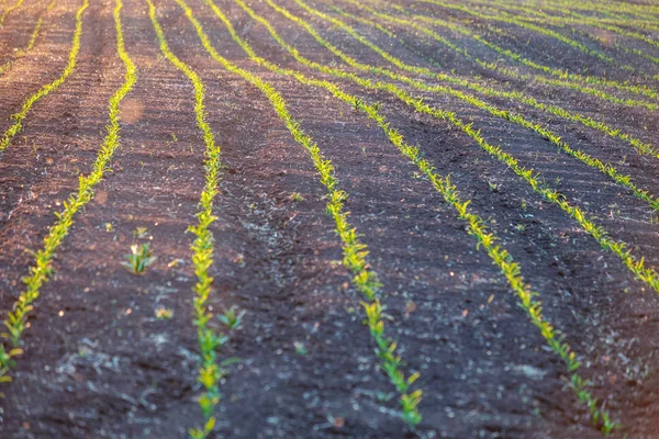 Las plántulas de maíz en el campo de la agricultura cultivando plantas —  Fotos de Stock
