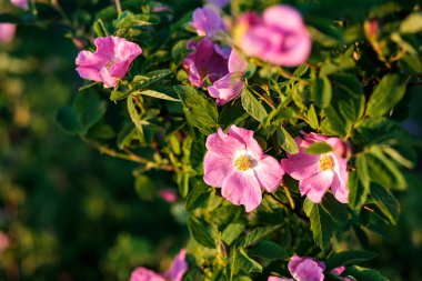 Vahşi doğada çiçek açan gül ağacı gerçek bir bitkidir.