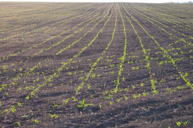 Sıra sıra yeşil taze mısır filizleri