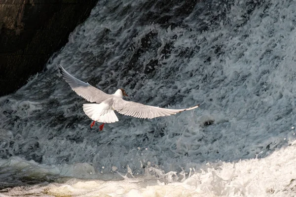 bird white gull soars over the water which is a continuous wavy background of spray and foam