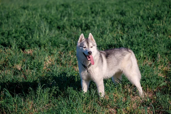 犬が立っている距離を調べると明るい緑の畑に舌が垂れています — ストック写真