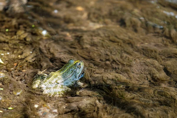 Ülő félig víz béka néz oldalra — Stock Fotó