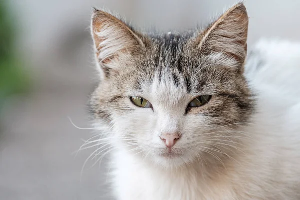 portrait of a white cat that squints