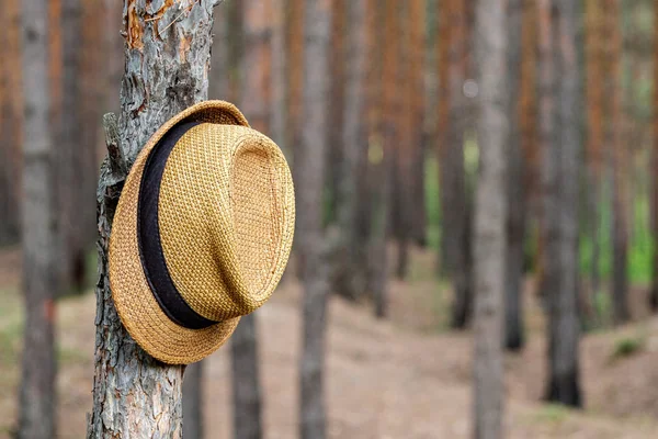 hat wicker hanging on the trunk of a pine tree in the woods