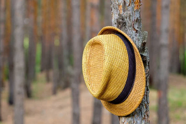 on the trunk of pine hanging hat lost tourist when you walk
