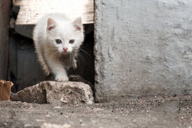 Sokaktaki duvarların arasında çömelmiş beyaz kedi yavrusu