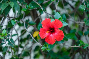Yazın sıcacık bir ülkede, koyu yeşil yaprakların üzerinde parlak kırmızı bir çiçek.