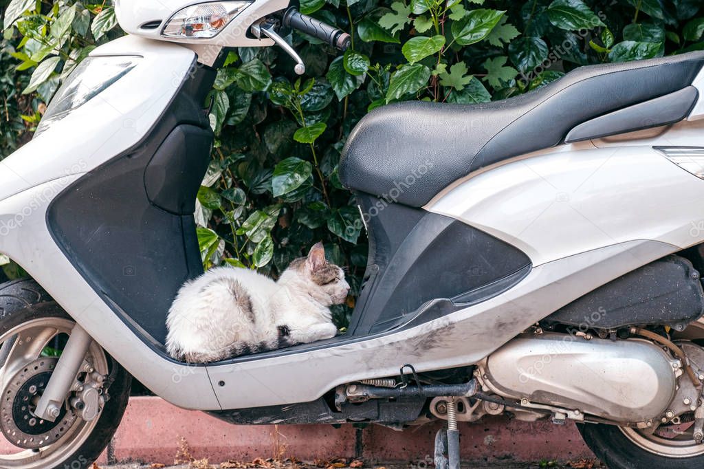 white scooter on the footboard which sleeps cat background hedge