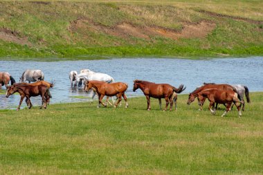Atlar göletin yanında otluyor. Bazıları su içmeye gitti.