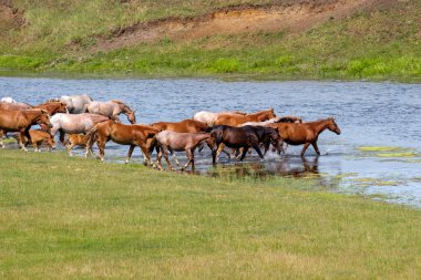 Atlar su içmek için nehre gider. Büyük bir sürü.