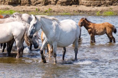 Sudaki atlar su içiyorlar.