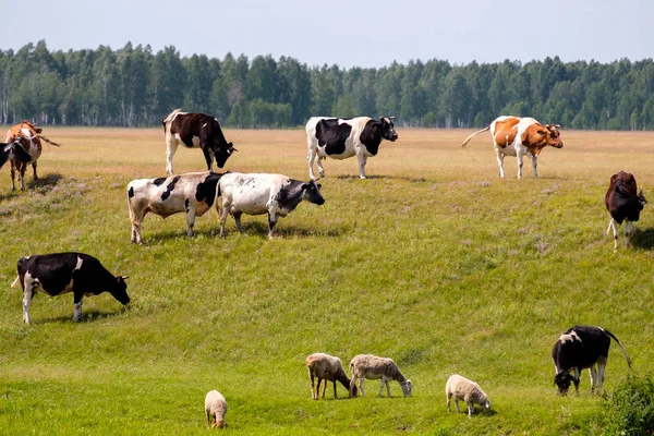 牛の下の羊の丘の上の牛 — ストック写真