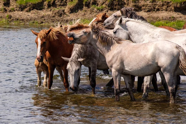 Cavalli da bere sono in piedi nel fiume — Foto Stock