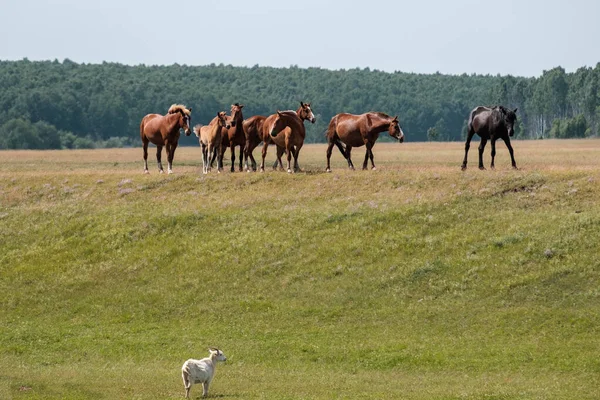 晴れた夏の日の丘ではヤギが馬を見下ろす馬がいます — ストック写真