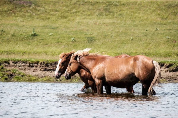 Dos caballos de la bahía caminando sobre la rodilla de agua del río profundo — Foto de Stock