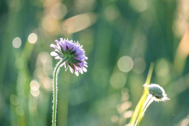 Çimen çiçeğinin alçak görüş açısı bize sırtını döndü. Parlak arka plan.