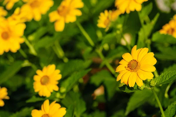 Bakgrund av gula blommor och gröna stjälkar — Stockfoto