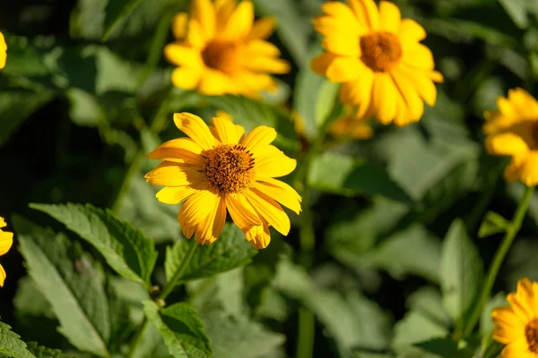 Det finns en hel del gula blommor och gröna stjälkar i gläntan — Stockfoto