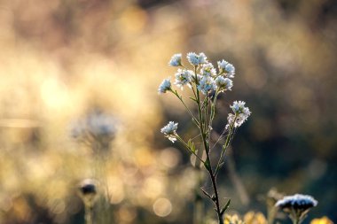 Çimenlerin bulanık arka planında beyaz bir tarla çiçeği