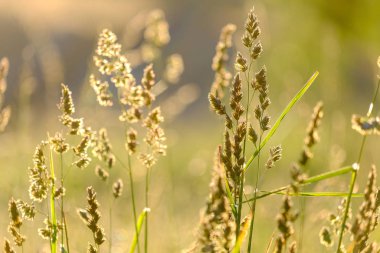 Arka plan bulanıklaşmış. Çayırın arka planında çimen yaprakları var.