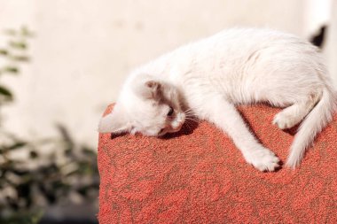 Dışarıdaki kırmızı sandalyenin arkasındaki beyaz kedi yavrusu yorgun ve uyuyor.