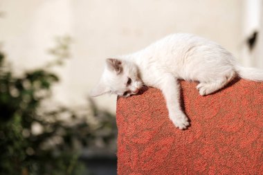 Kırmızı sandalyenin arkasında yatan beyaz bir kedi yavrusu oyunlardan bıktı.