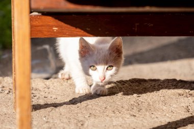Kedi yavrusu gölgelerin arasından ışığa bakıyor.