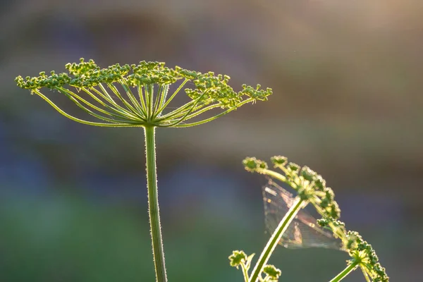 Verde prato con la forma di un ombrello rovesciato sullo sfondo — Foto Stock