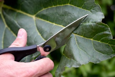 Bir yeşil yapraktan, bir makas kes.