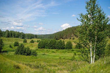 Bir yaz günü küçük bir huş ağacının basit manzarası