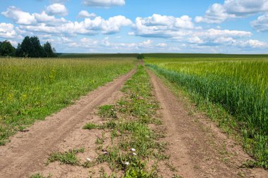Vahşi doğada bir yaz günü tarlaların arasında yol