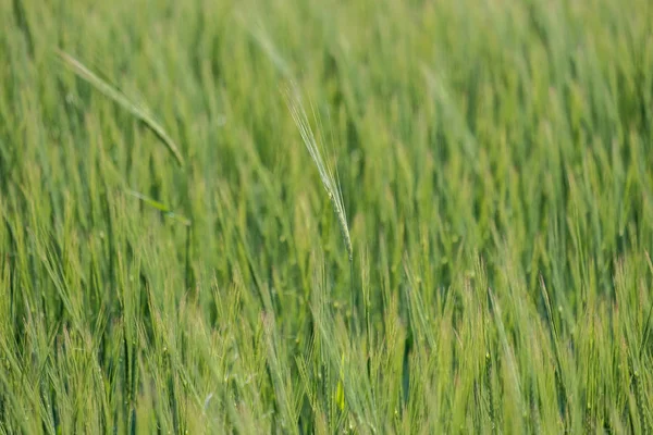 Zielone tło dla młodych upraw zbóż — Zdjęcie stockowe