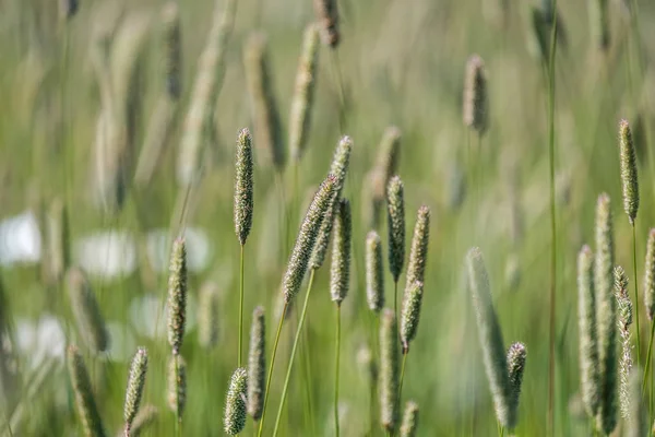 Close-up of grass tops on a field background — 스톡 사진
