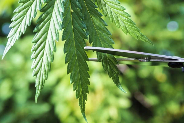 Arka planda makasla marihuana yapraklarını budamak.