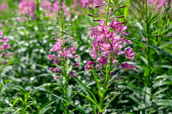 Blühende Zypressen in freier Wildbahn auf dem Feld — Stockfoto