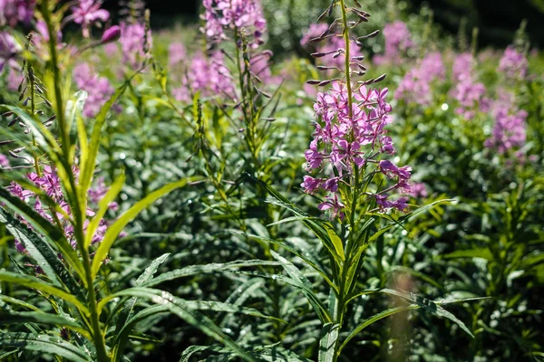 No campo há muitas flores de cor rosa cura grama cipreste estreito folhas crescente — Fotografia de Stock
