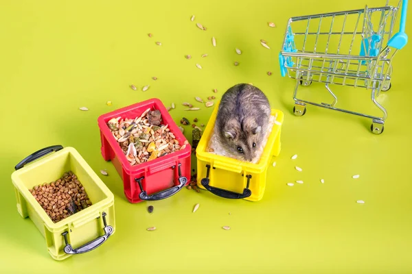 Bovenaanzicht Van Een Hamster Zittend Containers Graan Etend Voorraden Gele — Stockfoto