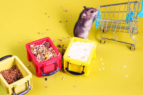 Kemirgen Hamster Dükkânın Arka Koltuğunda Duruyordu Öndeki Konteynırların Içinde Yiyeceklerle — Stok fotoğraf